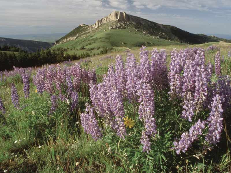 Subalpine Fens - Colorado Native Plant Society