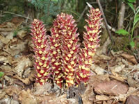 Ground cone.