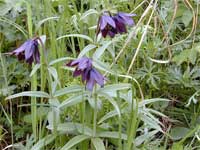 chocolate lily (Fritillaria camschatcensis).