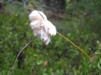 russet cotton grass