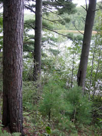 Bladder Lake and eastern white pine.