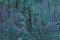 barrens liatris.