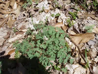 Dicentra cucullaria.