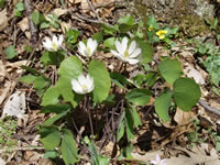 Jeffersonia diphylla.