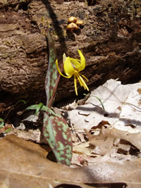 Erythronium americanum.