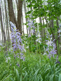 Camassia scilloides.