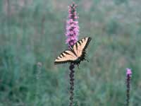 yellow swallowtail butterfly upon a blazing star.