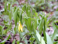Uvularia grandiflora