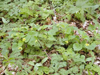Viola pubescens