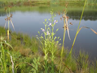 Allegheny monkeyflower