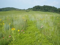Summer (July) landscape of the Haskins Tract.