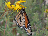 Monarch butterfly on showy tickseed