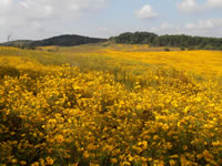 Early fall (September) landscape of the Haskins Tract.