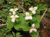 Trillium grandiflora.