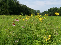Summer (July) landscape of the Mifflin Restoration.
