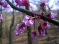 Cercis canadensis.