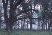 open grown oak trees in savanna with restorted understory structure.