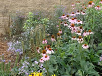 Echinacea purpurea.