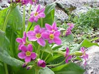 Parry's primrose, Primula parryi.