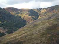 vegetation recovery one year after the Cascade Fire.