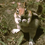 Golden-mantled squirrel.