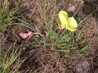acuteleaf evening primrose.