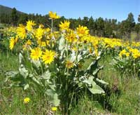 Arrowleaf balsamroot.