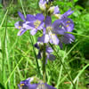 Polemonium occidentale