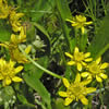 Ranunculus alismifolius