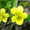 Viola nuttallii