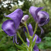 Aconitum columbianum