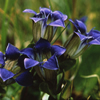 Gentiana calycosa
