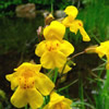 Mimulus guttatus