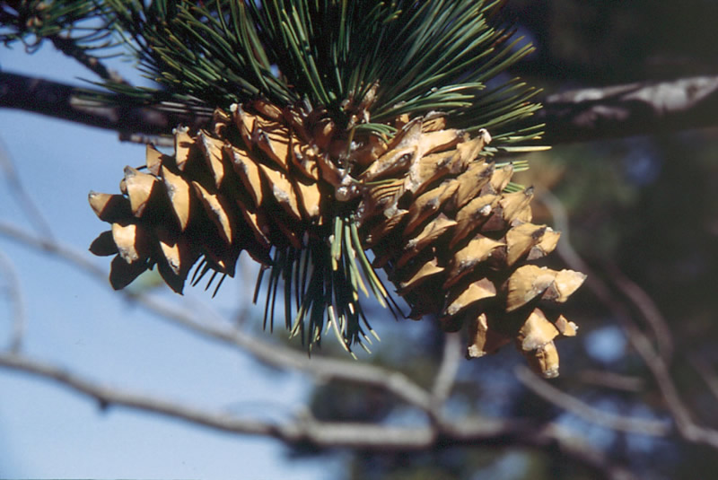 Limber Pine—Branches Flexible Enough You can Tie them in Knots