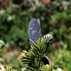 Abies lasiocarpa