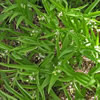 Maianthemum stellatum