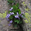 Viola adunca