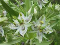 elkweed.