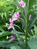 Pink-flowered fireweed.