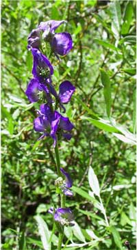 Aconitum columbianum.