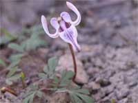Dicentra uniflora.
