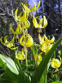 Erythronium grandiflorum.