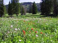meadow at Tony Grove.