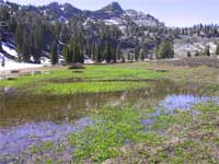 the White Pine Lake trail.