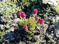 Tushar paintbrush, Castilleja parvula.