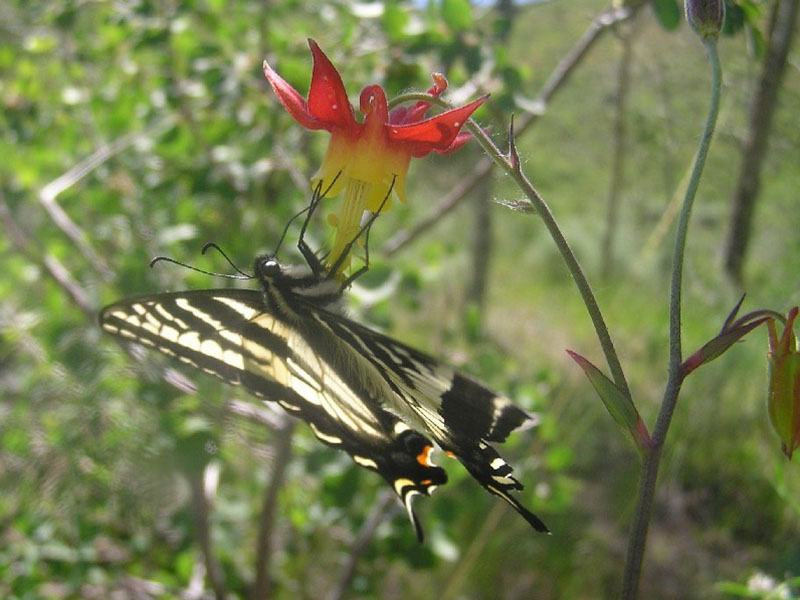 Western Columbine and swallowtail butterfly.