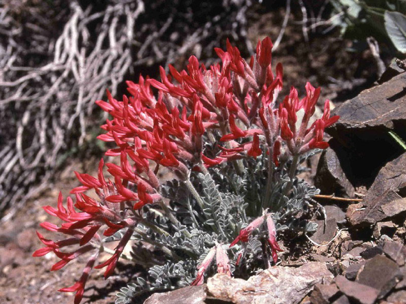 Scarlet milkvetch.