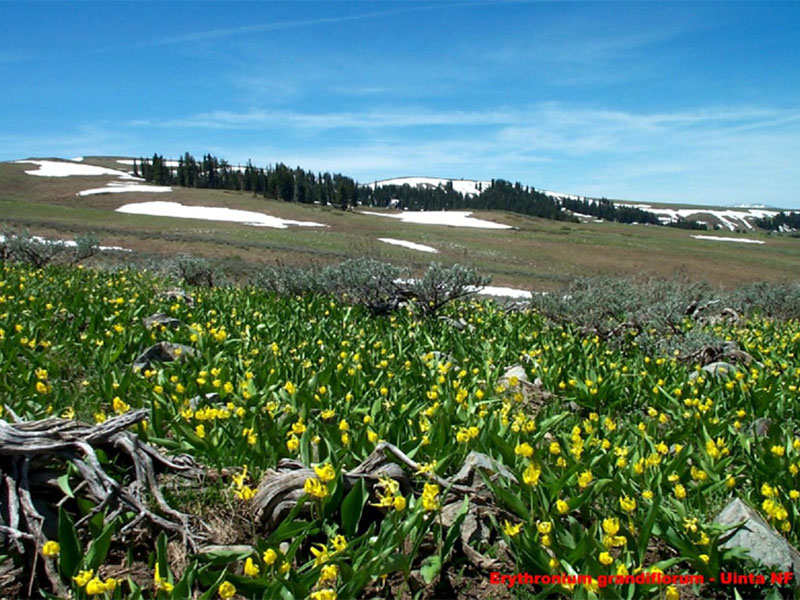 Mountain field of Glacier Lilies.