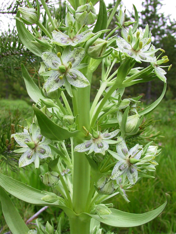 Green gentian.