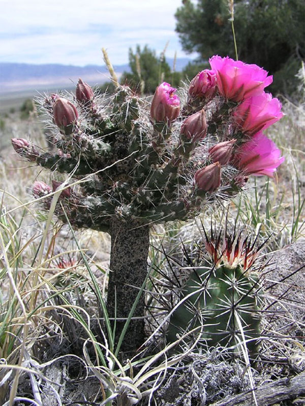 Sand cholla.